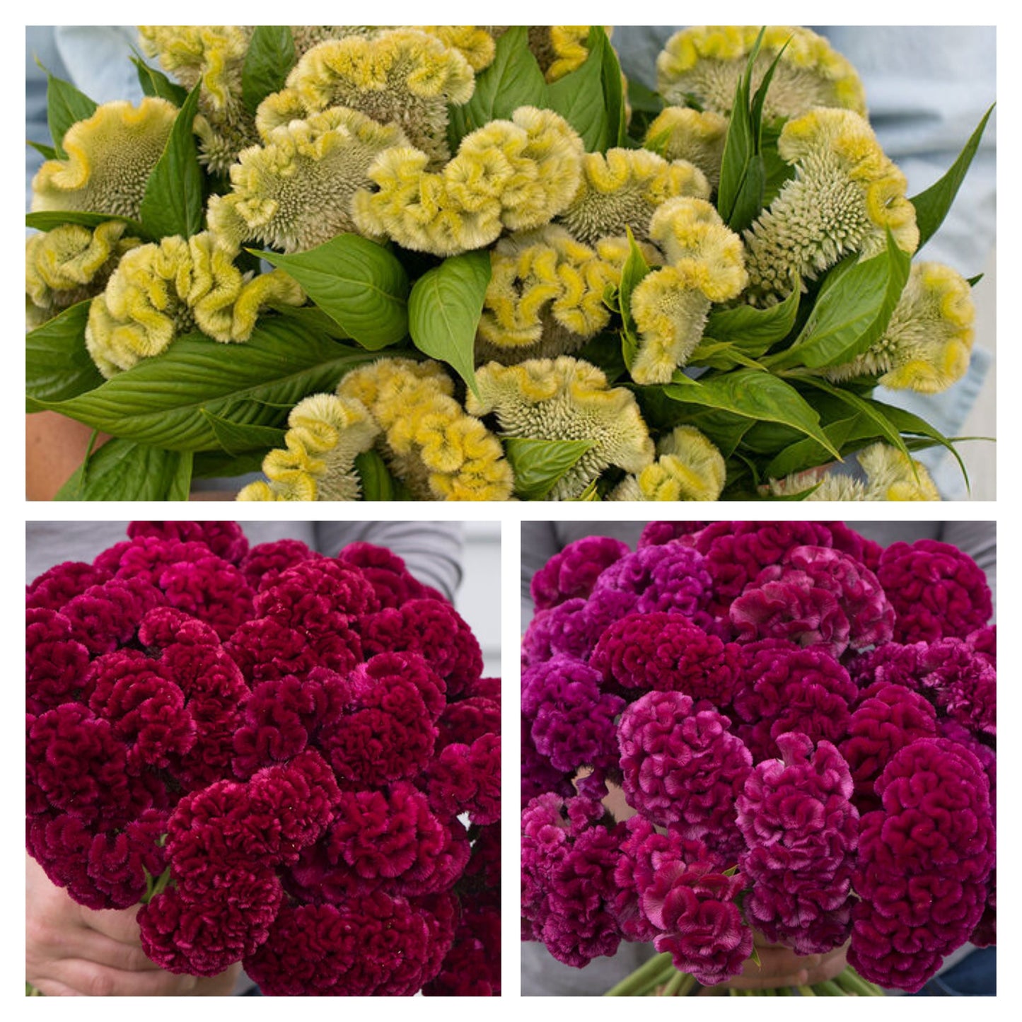 Celosia Variety: Cramers' Lemon-Lime, Cramers' Burgundy, Cramers' Rose (30 seeds for each variety x3)