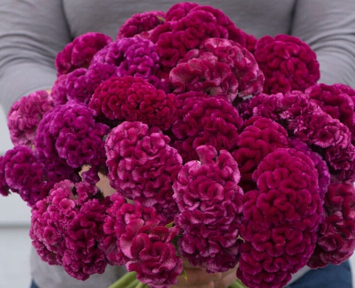 Celosia Variety: Cramers' Lemon-Lime, Cramers' Burgundy, Cramers' Rose (30 seeds for each variety x3)