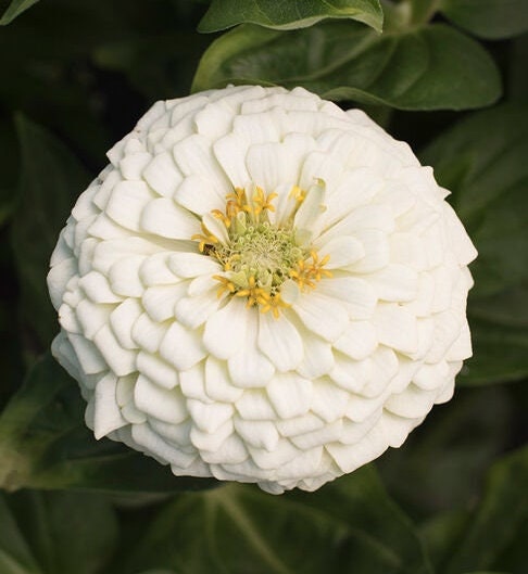 Zinnia White Giant Dahlia Flowered seeds