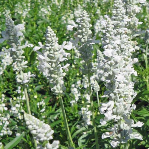 Victoria White Salvia seeds